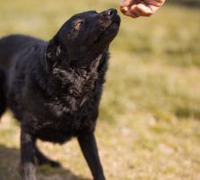 Kim – Mischling, Weibchen, 1 Jahr 1 Monat, Nordic Strays e.V. – Foto 7