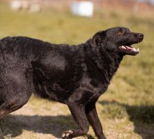 Kim – Mischling, Weibchen, 1 Jahr 1 Monat, Nordic Strays e.V. – Foto 8