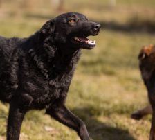 Kim – Mischling, Weibchen, 1 Jahr 1 Monat, Nordic Strays e.V. – Foto 9