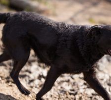 Kim – Mischling, Weibchen, 1 Jahr 1 Monat, Nordic Strays e.V. – Foto 10