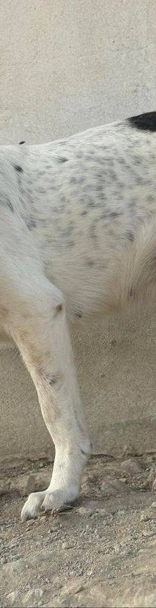 Violeta – Mischling, Weibchen, 12 Monate, 65520 Bad Camberg – Foto 4