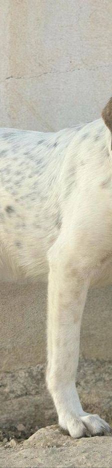 Violeta – Mischling, Weibchen, 12 Monate, 65520 Bad Camberg – Foto 5