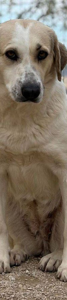 Violeta – Mischling, Weibchen, 12 Monate, 65520 Bad Camberg – Foto 10