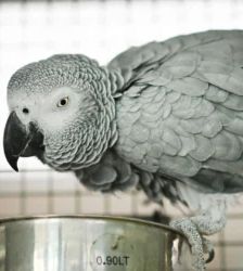 Happy – Kongo-Graupapagei, Weibchen, Alter unbekannt, 13057 Berlin – Foto 2