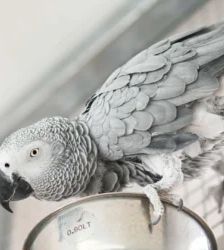 Happy – Kongo-Graupapagei, Weibchen, Alter unbekannt, 13057 Berlin – Foto 3