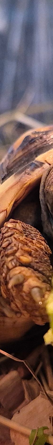 Yang// *Reserviert* – Landschildkröte, Unbekannt, Alter unbekannt, 50969 Köln-Zollstock – Foto 1