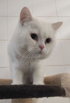 Leo – BKH, Männchen, 3 Jahre, 97074 Würzburg – Foto 1