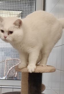 Leo – BKH, Männchen, 3 Jahre, 97074 Würzburg – Foto 2