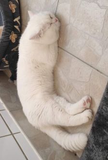Leo – BKH, Männchen, 3 Jahre, 97074 Würzburg – Foto 3