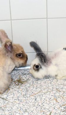 Boogie-Woogie – Angorakaninchen, Männchen, 2 Jahre, 90537 Feucht – Foto 2
