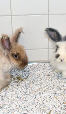 Boogie-Woogie – Angorakaninchen, Männchen, 2 Jahre, 90537 Feucht – Foto 3