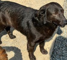 Basti – Mischling, Männchen, 1 Jahr 2 Monate, Nordic Strays e.V. – Foto 5