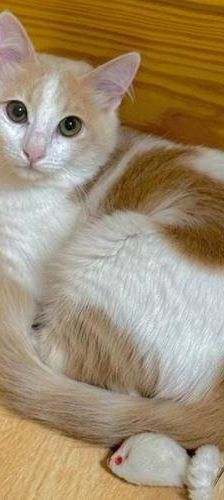 Copito – Europäisch Kurzhaar, Männchen, 8 Monate, 65520 Bad Camberg – Foto 1