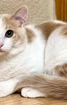 Copito – Europäisch Kurzhaar, Männchen, 8 Monate, 65520 Bad Camberg – Foto 2