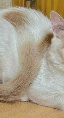 Copito – Europäisch Kurzhaar, Männchen, 8 Monate, 65520 Bad Camberg – Foto 3