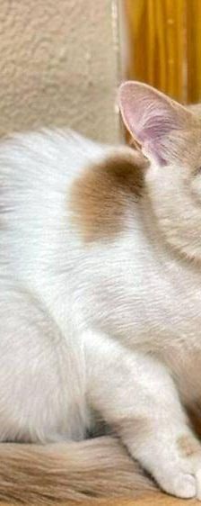 Copito – Europäisch Kurzhaar, Männchen, 8 Monate, 65520 Bad Camberg – Foto 4