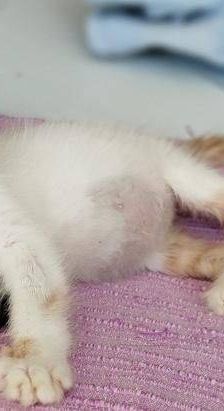 Copito – Europäisch Kurzhaar, Männchen, 8 Monate, 65520 Bad Camberg – Foto 6