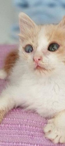 Copito – Europäisch Kurzhaar, Männchen, 8 Monate, 65520 Bad Camberg – Foto 7