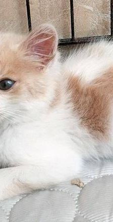 Copito – Europäisch Kurzhaar, Männchen, 8 Monate, 65520 Bad Camberg – Foto 8