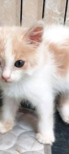 Copito – Europäisch Kurzhaar, Männchen, 8 Monate, 65520 Bad Camberg – Foto 9