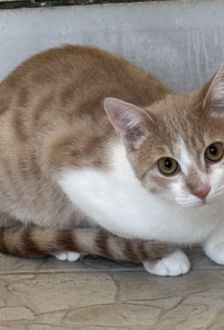 Lion – EKH, Männchen, 7 Monate, 97074 Würzburg – Foto 1