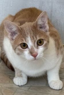Lion – EKH, Männchen, 7 Monate, 97074 Würzburg – Foto 2