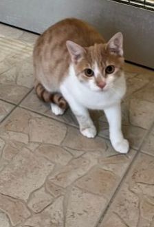 Lion – EKH, Männchen, 7 Monate, 97074 Würzburg – Foto 3