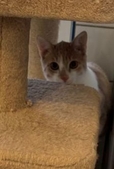 Lion – EKH, Männchen, 7 Monate, 97074 Würzburg – Foto 4
