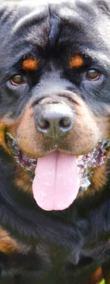 Arkor – Rottweiler, Männchen, 3 Jahre, 13057 Berlin – Foto 1