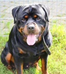 Arkor – Rottweiler, Männchen, 3 Jahre, 13057 Berlin – Foto 2