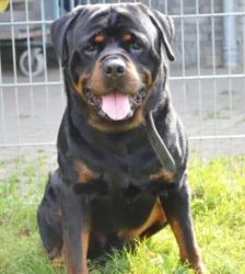 Arkor – Rottweiler, Männchen, 3 Jahre, 13057 Berlin – Foto 3