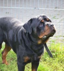 Arkor – Rottweiler, Männchen, 3 Jahre, 13057 Berlin – Foto 4
