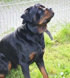 Arkor – Rottweiler, Männchen, 3 Jahre, 13057 Berlin – Foto 5