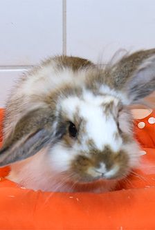 Eros – Widdermix-Zwergkaninchen, Männchen, 4 Monate, 90537 Feucht – Foto 1