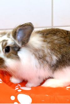 Eros – Widdermix-Zwergkaninchen, Männchen, 4 Monate, 90537 Feucht – Foto 2