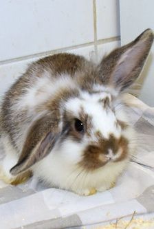 Eros – Widdermix-Zwergkaninchen, Männchen, 4 Monate, 90537 Feucht – Foto 3