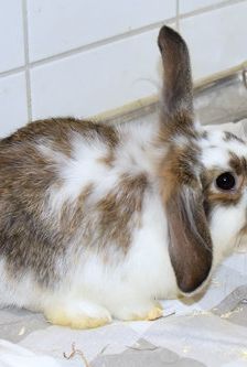 Eros – Widdermix-Zwergkaninchen, Männchen, 4 Monate, 90537 Feucht – Foto 4