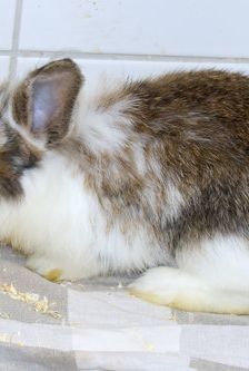 Eros – Widdermix-Zwergkaninchen, Männchen, 4 Monate, 90537 Feucht – Foto 5