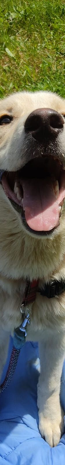 Casper – Jagdhundmix, Männchen, 2 Jahre, Nordic Strays e.V. – Foto 2