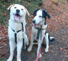 Casper – Jagdhundmix, Männchen, 2 Jahre, Nordic Strays e.V. – Foto 11