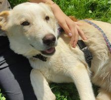 Casper – Jagdhundmix, Männchen, 2 Jahre, Nordic Strays e.V. – Foto 12