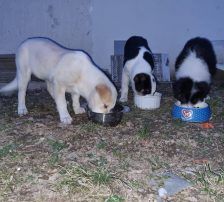 Casper – Jagdhundmix, Männchen, 2 Jahre, Nordic Strays e.V. – Foto 13