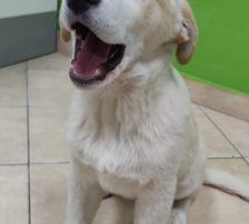 Casper – Jagdhundmix, Männchen, 2 Jahre, Nordic Strays e.V. – Foto 14
