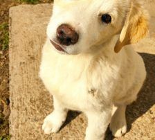 Casper – Jagdhundmix, Männchen, 2 Jahre, Nordic Strays e.V. – Foto 15