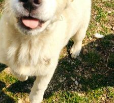 Casper – Jagdhundmix, Männchen, 2 Jahre, Nordic Strays e.V. – Foto 16