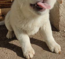 Casper – Jagdhundmix, Männchen, 2 Jahre, Nordic Strays e.V. – Foto 17