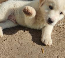 Casper – Jagdhundmix, Männchen, 2 Jahre, Nordic Strays e.V. – Foto 18