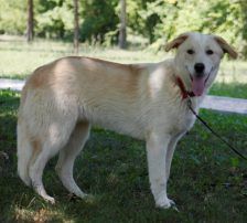 Casper – Jagdhundmix, Männchen, 2 Jahre, Nordic Strays e.V. – Foto 20