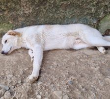 Casper – Jagdhundmix, Männchen, 2 Jahre, Nordic Strays e.V. – Foto 3