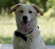 Casper – Jagdhundmix, Männchen, 2 Jahre, Nordic Strays e.V. – Foto 21